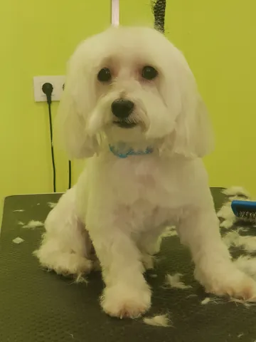 Bichon