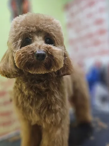 Caniche