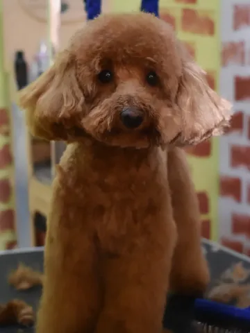 Caniche