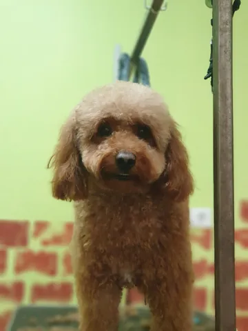 Caniche toy