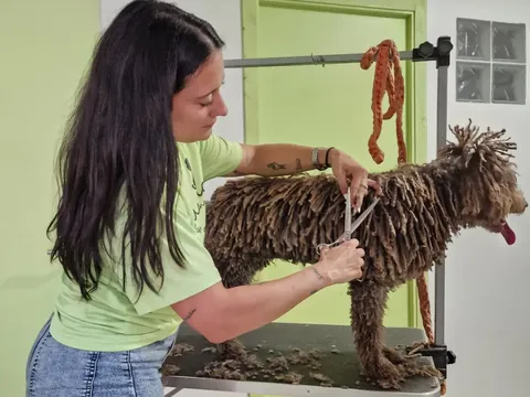 Perruquera raspallant un gos d'aigua a la taula de treball