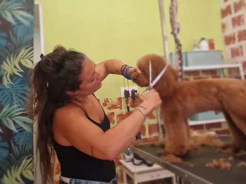 Perruquera tallant amb tisores el pèl d'un caniche marró
