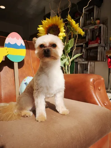 Pasqua