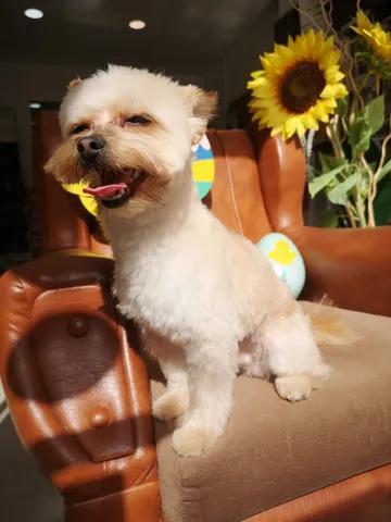 Pasqua