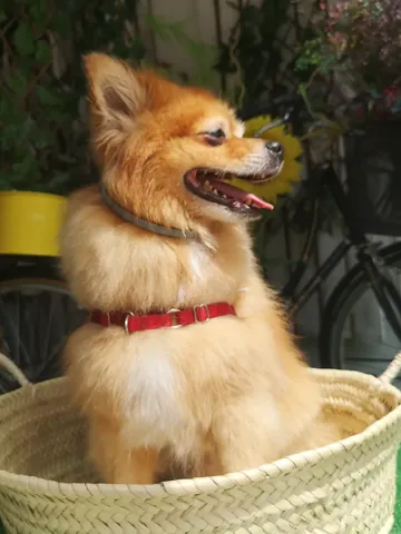 Pomerània